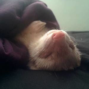 Meet your Posher, Mariah